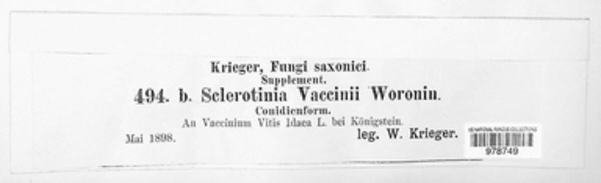 Monilinia urnula image